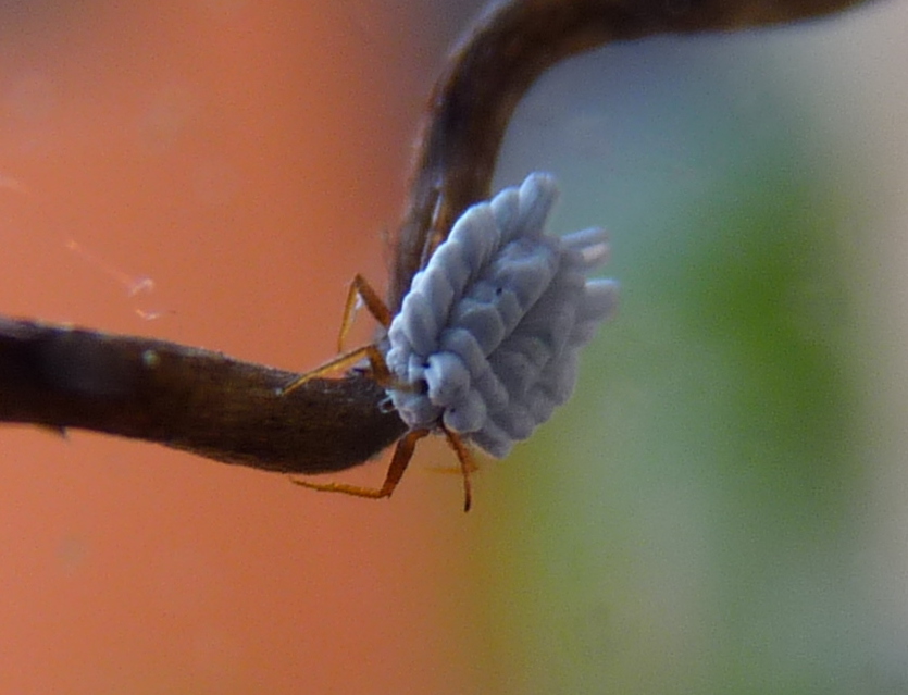 Ortheziidae genere Orthezia